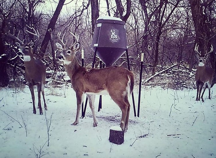 boss buck No-Fail Deer-Feeding Strategies for Your Favorite Time of Year 5